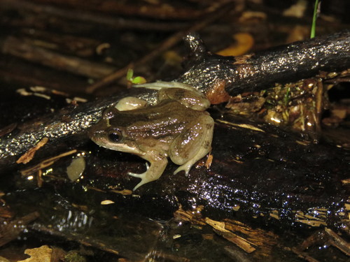 Peters' Thin-toed Frog