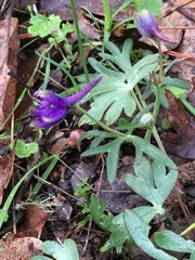 Delphinium menziesii