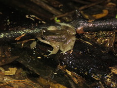 Leptodactylus intermedius