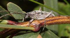 Aristogitus cylindricus