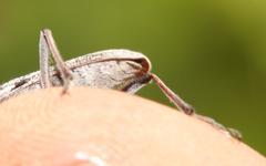 Aristogitus cylindricus