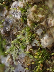 Brachydontium trichodes