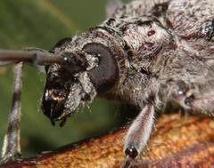Aristogitus cylindricus