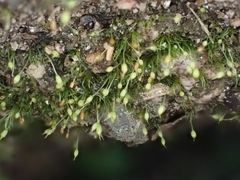 Brachydontium trichodes