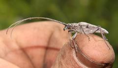 Aristogitus cylindricus
