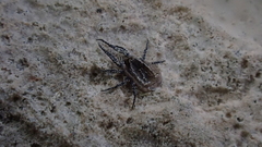 Caeculidae