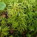 Shaded Wood-Moss - Photo (c) Stefan Gey, some rights reserved (CC BY-NC), uploaded by Stefan Gey