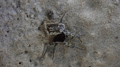 Caeculidae