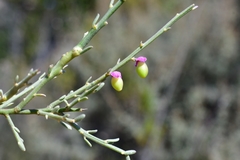 Muraltia spinosa