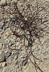 Anisotome filifolia