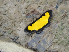 Xanthyris flaveolata