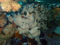 Pyura stolonifera