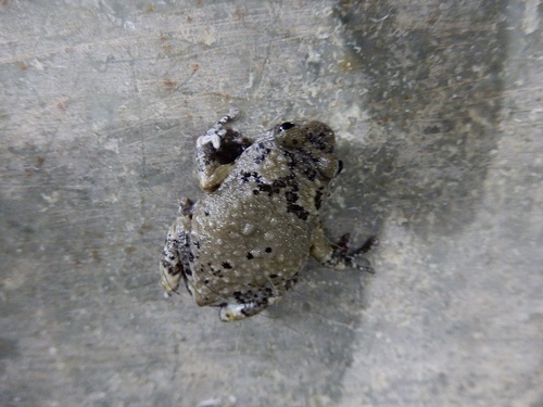 Indian Dot Frog, Uperodon mormoratus