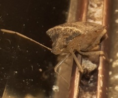 Euschistus obscurus