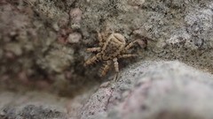 Caeculidae