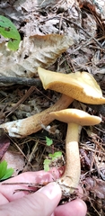 Suillus punctipes