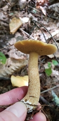 Suillus punctipes