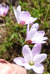 Ixia orientalis