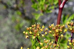 Notobubon tenuifolium