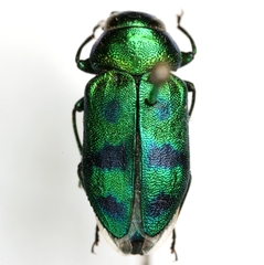 Sphaerobothris ulkei