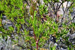 Notobubon tenuifolium