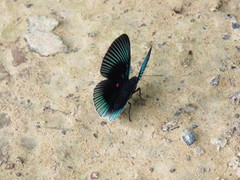 Lyropteryx apollonia