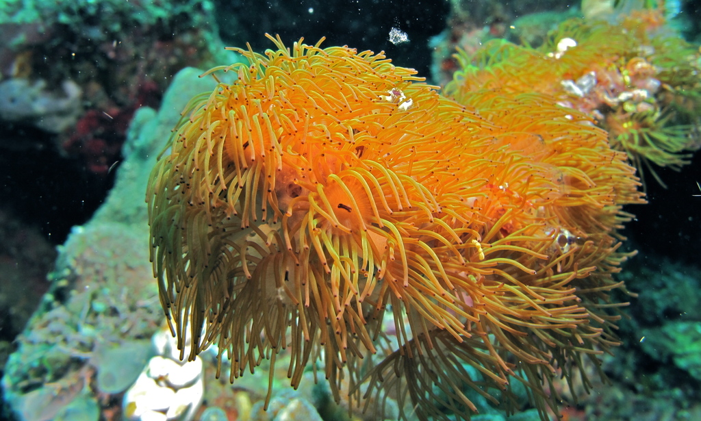 Acrozoanthus australiae