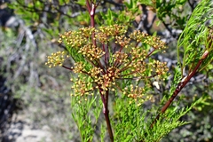 Notobubon tenuifolium