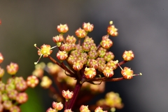 Notobubon tenuifolium