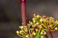 Notobubon tenuifolium