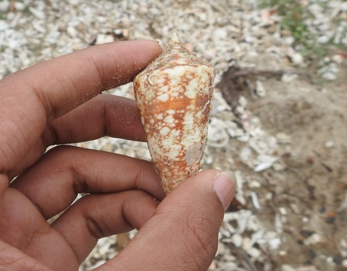 Conus amadis observed 2021-09-18