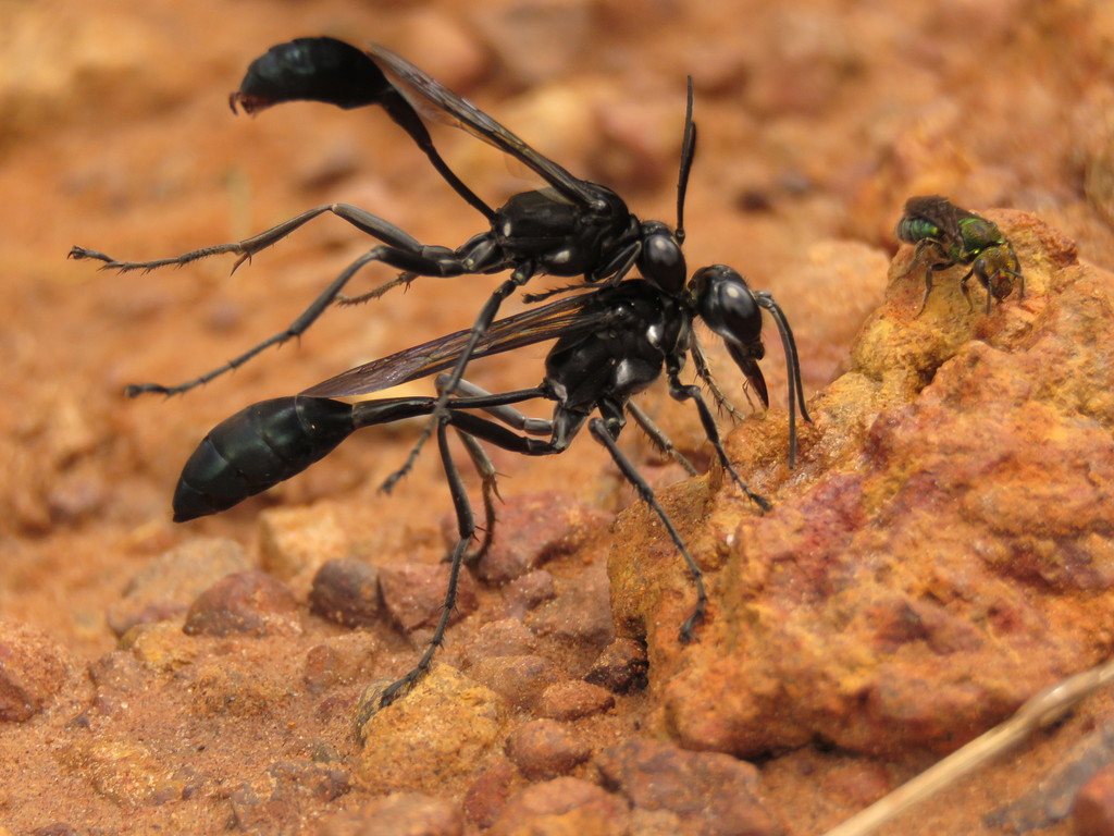 Eremnophila melanaria