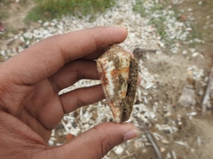 Conus amadis