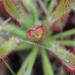 Branching Sundew - Photo (c) Callum Evans, some rights reserved (CC BY-NC), uploaded by Callum Evans