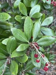 Comarostaphylis diversifolia planifolia