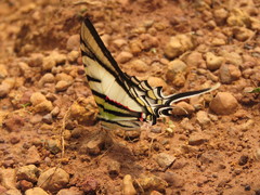 Protesilaus telesilaus