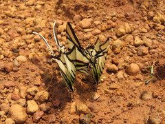 Protesilaus telesilaus