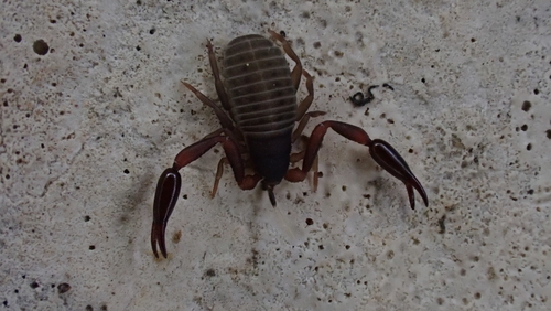 Hysterochelifer tuberculatus