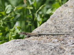 Podarcis guadarramae