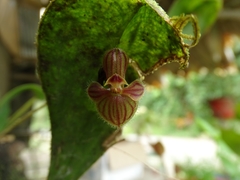 Pleurothallis troglodytes