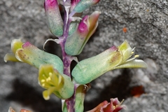 Lachenalia orchioides