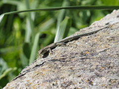 Podarcis guadarramae