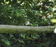 Ficedula hypoleuca