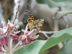 Phyciodes pallida
