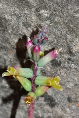 Lachenalia orchioides