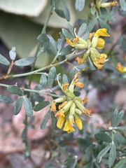 Acmispon dendroideus dendroideus