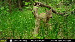 Canis latrans