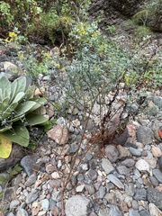 Acmispon dendroideus dendroideus