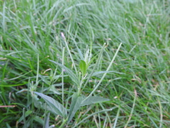 Epilobium obscurum