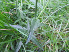 Epilobium obscurum